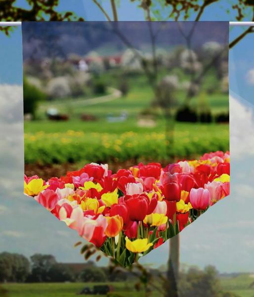 Tulpenfluss, Scheibenhänger spitz